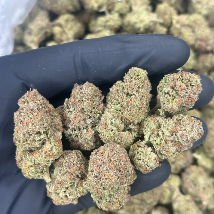GELATO CREAM
