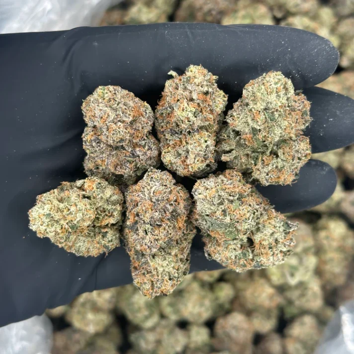 GUAVA RUNTZ:839612